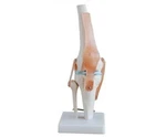 Knee Joint Simulation Model Medical Anatomy Human 1:1 Life Size. Fixed Price $66.82.