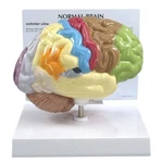 Brain Half Sectioned Anatomical Model Gpi Lfa #2950 See Video Make Us Offer!. Fixed Price $83.85.