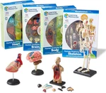 Anatomy Models Bundle Set - Skeleton And Physiology, Human Body Science. Fixed Price $176.99.