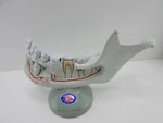Denoyer Geppert Anatomical Model - Lower Jaw Bone Teeth. Fixed Price $124.45.