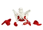 Vision Scientific VAP216 Female Pelvis With Organs Pelvic Floor Muscles And.... Fixed Price $118.61.