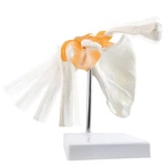 Anatomical Shoulder Joint Model Medical Anatomy Skeleton, Human Body. Fixed Price $46.94.