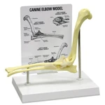 Canine Elbow Anatomical Model Set Gpi Lfa #9070 See Video Make Us Offer!. Fixed Price $96.25.