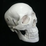 Life Size Anatomical Deluxe Human Skull Model - Medical Skeleton Anatomy Replica. Fixed Price $43.49.