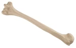 New 3B Scientific Humerus A45/1. Fixed Price $90.00.