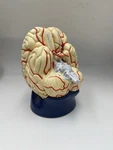 Denoyer Geppert 0178-00 Deluxe Part Life Size Brain With Arteries. Fixed Price $269.00.