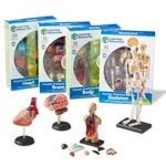 Learning Resources Anatomy Models Bundle Set - Skeleton And Physiology, Human. Fixed Price $155.17.