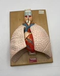 Denoyer Geppert 01792-00 Cardiopulmonary Heart And Lungs Anatomical Model. Fixed Price $249.00.