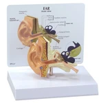 Ear Professional Set 3 Gpi Anatomical Models LFA#4022 Make Offer See Video. Fixed Price $230.85.