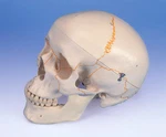 New 3B Scientific Classic Human Skull W/ Numbering A21. Fixed Price $265.00.