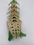 Medical Plastics Laboratory Deluxe Lumbar Spine Anatomical Model SLV-4015. Fixed Price $25.00.