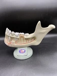 Denoyer Geppert Half Lower Jaw Of Young Person, 3.5 Times Full-size Part Model. Fixed Price $69.00.