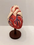 Vintage Heart Model Denoyer Geppert 60640 Anatomical Anatomy. Fixed Price $179.00.