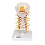 3B Scientific A72 Cervical Human Spinal Column Anatomical Model 1000144 New!. Fixed Price $64.99.