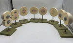 Somso ZOS57 Of Division The Cell Animal Mitosis Biology Set. Fixed Price $595.95.