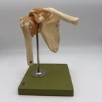 Somso Functional Shoulder Joint With Ligaments Anatomical Model. Fixed Price $229.00.