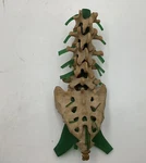 Medical Plastics Laboratory Deluxe Lumbar Spine Anatomical Model SLV-4015. Fixed Price $49.00.