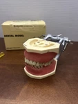 Nissin Adult Dental Model Kilgore Teeth With Braces Box. Fixed Price $99.99.