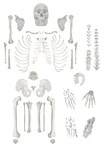 Disarticulated Human Skeleton Model - Life Sized 200+ Parts Hbarsci. Fixed Price $196.50.