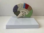 Gpi Half Brain Sensory Motor Model 2950 Anatomical Without Card. Fixed Price $39.00.