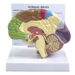 Brain Half Sectioned Gpi Model W Key Card Lfa #2950 Make Us An Offer! See Video. Fixed Price $83.85.