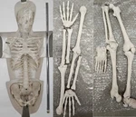 New (vintage) Antique Display Skeleton 33 Searle Pfizer With Base Collectible. Fixed Price $179.50.