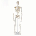 85CM" Life-size Skeleton Model Human Anatomy Medical Students W/rolling Stand. Fixed Price $239.99.