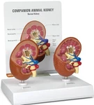 Canine Kidney Pc Gpi Anatomical Model Lfa #9210 See Video Make Us Offer!. Fixed Price $88.40.
