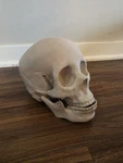 Life Size Anatomical Deluxe Human Skull Model - Medical Skeleton Anatomy Replica. Fixed Price $47.49.