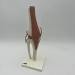 3B Scientific Functional Human Knee Joint Model W/ Ligaments & Cartilage A82/1. Fixed Price $79.99.