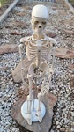 Teaching Display Medical Anatomical Model Skeleton 33 W/ Base Celebrex Pfizer. Fixed Price $105.00.