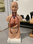 New 3B Scientific Mini Human Torso 12-PARTS B22 50% Sized Complete No Paint Loss. Fixed Price $449.99.