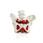 Vision Scientific VAP216 Female Pelvis With Organs. Fixed Price $83.23.