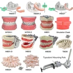 Dental Typodont Model Ortho Implant Preparation Training Teaching Demo. Fixed Price $19.99.