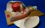 Denoyer Geppert Model 0192-00 Cardiopulmonary Heart & Respiratory Organs. Fixed Price $217.49.