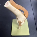 Somso Functional Knee Joint With Ligaments Anatomical Model. Fixed Price $110.93.