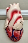 Vtg Heart Model Denoyer Geppert 60640 Anatomical Anatomy Oddity Whimsigoth Decor. Fixed Price $174.88.