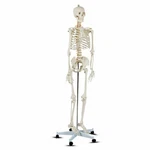 New Life Size Human Anatomical Anatomy Skeleton Medical Model, Stand. Fixed Price $149.99.