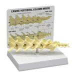 Canine Spine 5-PC Vertebral Column Anatomical Model Gpi Lfa #9080 See Video. Fixed Price $97.50.