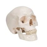 3B Scientific A20- Classic Human Skull Model, 3PART. Fixed Price $59.95.