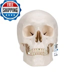 3B Scientific A20 Classic Skull 3-PART Smart Anatomy. Fixed Price $170.44.