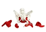 VAP216 Female Pelvis With Organs Pelvic Floor Muscles And Reproductive Orga.... Fixed Price $79.86.