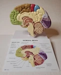 Gpi Half Brain Sensory/motor Model #2950 Anatomical With Key Card. Fixed Price $44.99.