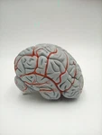 Denoyer Geppert 0826-66 Hands-on Budget Brain With Arteries Anatomical Model U91. Fixed Price $99.00.