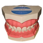 Nissin P3B-703 Tooth Brushing Demonstration Model Dental Training Typodont Japan. Fixed Price $64.99.