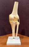 3B Scientific Functional Human Knee Joint Model W/ Ligaments & Cartilage. Fixed Price $39.99.