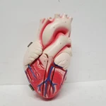 Vintage Heart Model Denoyer Geppert 60640 Anatomical Anatomy. Fixed Price $189.99.