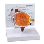 Eye Gpi Anatomical Model Normal Wkey Card Lfa #2750 Make Us Offer! See Video. Fixed Price $85.80.
