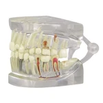 Teeth Jaw Clear Gpi Anat Model Wkey Card Lfa #2861 Make Us Offer!see Video. Fixed Price $146.70.