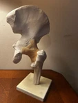 Functional Hip Joint Model W Ligaments Anatomical - Pelvis & Femur Somso ?. Fixed Price $44.99.